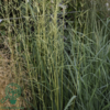 Molinia arundinacea Norðîc® 'Tiki® Lights', Pibegræs/Blåtop C2,0