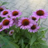 Echinacea hybrid SunMagic 'Vintage Pink'®, Solhat