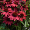Echinacea hybrid SunMagic 'Vintage Red'®, Solhat