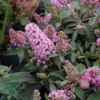 Buddleja davidii Butterfly Candy® 'Little Pink', Sommerfuglebusk