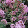 Buddleja davidii Butterfly Candy® 'Little Pink', Sommerfuglebusk