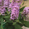 Buddleja davidii Butterfly Candy® 'Little Pink', Sommerfuglebusk