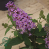 Buddleja davidii Butterfly Candy® 'Little Pink', Sommerfuglebusk