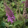 Buddleja davidii Butterfly Candy® 'Little Pink', Sommerfuglebusk