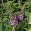 Buddleja davidii Butterfly Candy® 'Little Pink', Sommerfuglebusk