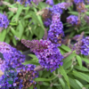 Buddleja davidii Butterfly Candy® 'Little Purple', Sommerfuglebusk