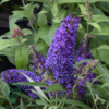 Buddleja davidii Butterfly Candy® 'Little Purple', Sommerfuglebusk