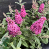 Buddleja davidii Butterfly Candy® 'Little Ruby', Sommerfuglebusk