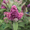 Buddleja davidii Butterfly Candy® 'Little Ruby', Sommerfuglebusk