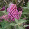 Buddleja davidii Butterfly Candy® 'Little Ruby', Sommerfuglebusk