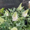Buddleja davidii Butterfly Candy® 'Little White', Sommerfuglebusk