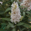 Buddleja davidii Butterfly Candy® 'Little White', Sommerfuglebusk