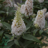 Buddleja davidii Butterfly Candy® 'Little White', Sommerfuglebusk