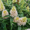 Buddleja davidii Butterfly Candy® 'Little White', Sommerfuglebusk