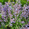 Nepeta faassenii 'Purrsian Blue'®, Blåkant / Katteurt