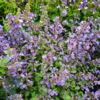 Nepeta faassenii 'Purrsian Blue'®, Blåkant / Katteurt