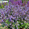 Nepeta faassenii 'Purrsian Blue'®, Blåkant / Katteurt