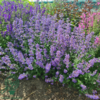 Nepeta faassenii 'Purrsian Blue'®, Blåkant / Katteurt