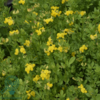 Lotus corniculatus