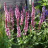 Salvia nemorosa 'Caradonna Pink'®, Småblomstret salvie