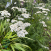 Achillea millefolium, Røllike
