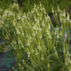 Verbena hastata 'White Spires', Spydverbena
