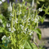Verbena hastata 'White Spires', Spydverbena
