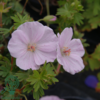 Geranium sanguineum 'Apfelblüte', Storkenæb