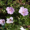 Geranium sanguineum 'Apfelblüte', Storkenæb