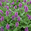 Stachys monieri 'Hummelo', Havebetonie