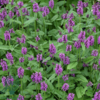 Stachys monieri 'Hummelo', Havebetonie