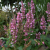 Agastache hybrid 'Danish Delight', Anisisop