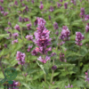 Agastache hybrid 'Danish Delight', Anisisop