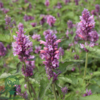 Agastache hybrid 'Danish Delight', Anisisop