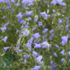Campanula rotundifolia, Klokkeblomst