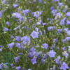 Campanula rotundifolia, Klokkeblomst