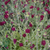Knautia macedonica 'Mars Midget', Blåhat