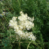 Filipendula vulgaris, Mjødurt