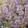 Nepeta faassenii 'Blue Wonder', Blåkant / Katteurt