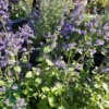 Nepeta faassenii 'Blue Wonder', Blåkant / Katteurt