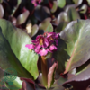 Bergenia cordifolia 'Winterglut', Kæmpe-Stenbræk