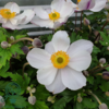 Anemone hybrid 'Elfin Swan'®, Anemone