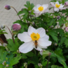 Anemone hybrid 'Elfin Swan'®, Anemone