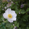 Anemone hybrid 'Elfin Swan'®, Anemone