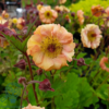 Geum hybrid 'Mai Tai'®, Nellikerod