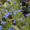 Brunnera macrophylla 'Jack of Diamonds'® Heartleaf Brunnera, Kærmindesøster