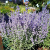 Perovskia atriplicifolia 'Blue Jean Baby'®, Sølvperovskia