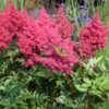 Astilbe japonica-hybrid 'Montgomery', Astilbe