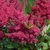Astilbe japonica-hybrid 'Montgomery', Astilbe