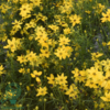 Coreopsis verticillata 'Grandiflora', Skønhedsøje